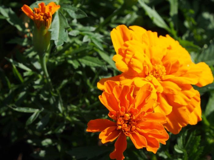 Lähikuva oranssista kukasta Kuurosokeiden Toimintakeskuksen aistipuutarhassa.