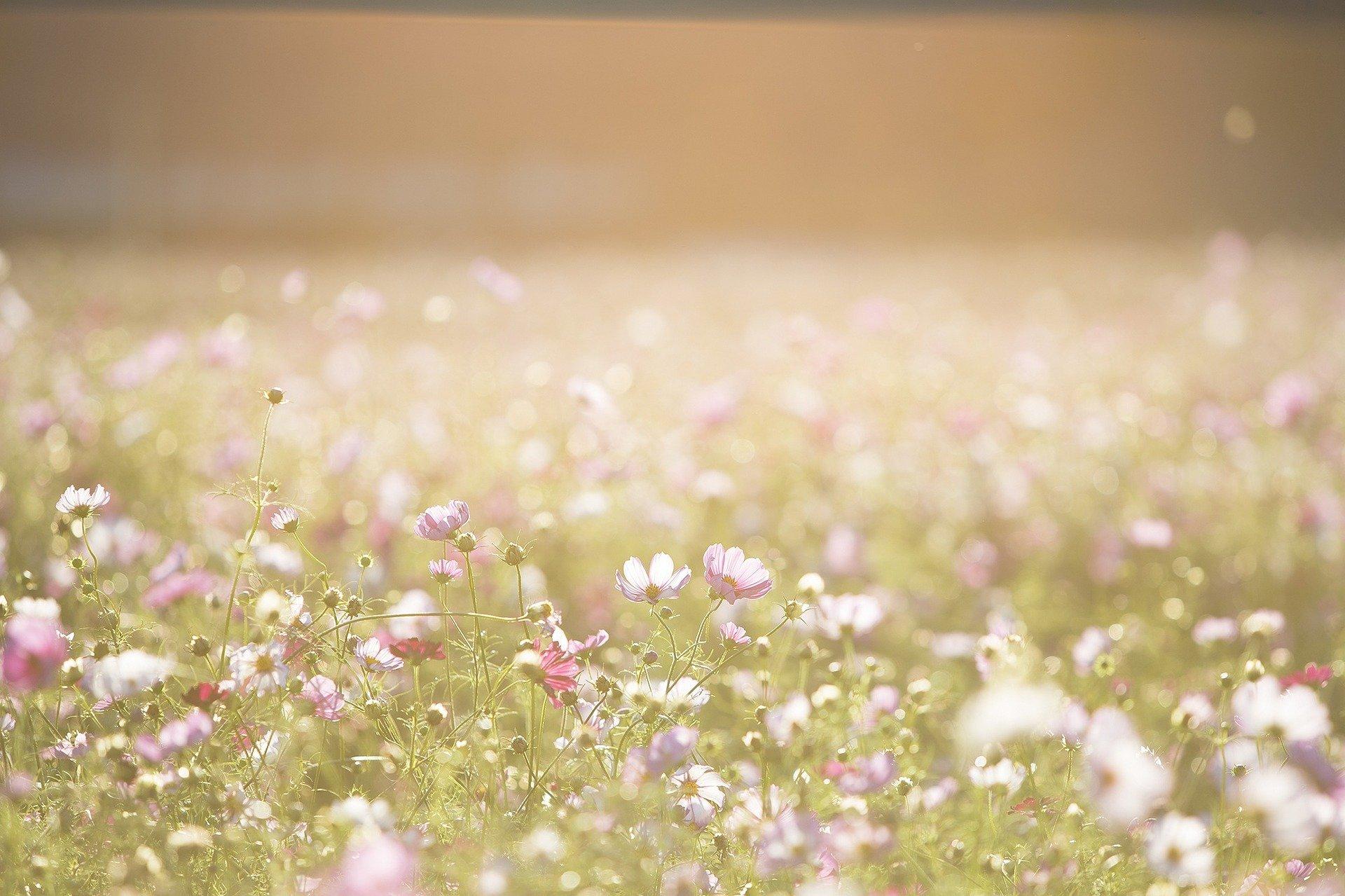 Kesäinen kukkapelto kylpee auringonvalossa. Kukat ovat pieniä ja hennon vaaleanpunaisia.