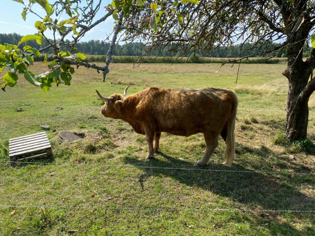 Pitkäkarvainen lehmä eli ylämaankarjaa oleva lehmä seisoo puun alla.